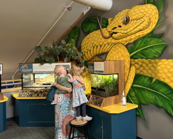 Eyelash viper mural