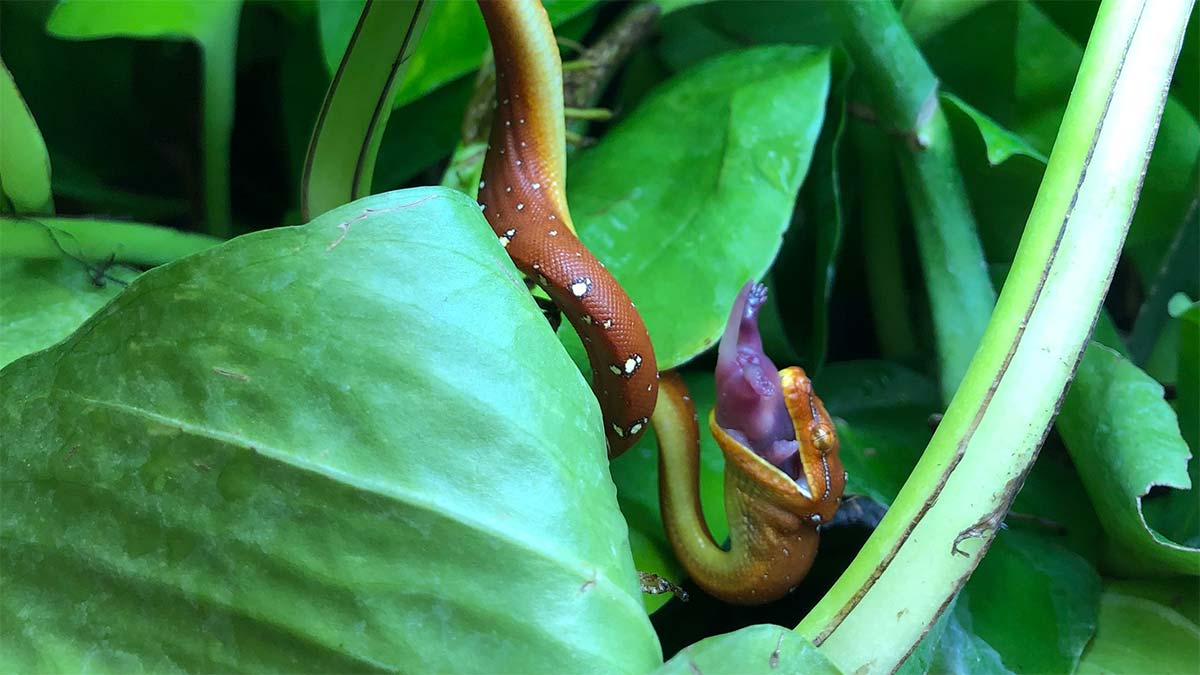 Photo of snake eating food